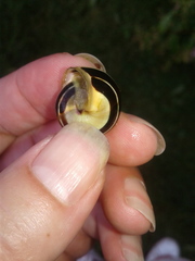 Cepaea nemoralis