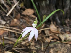Caladenia catenata