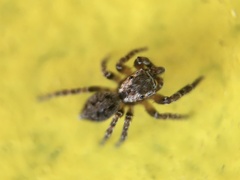 Mexigonus morosus