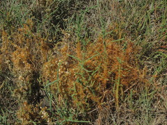 Cuscuta pacifica pacifica