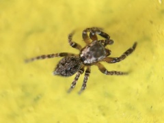Mexigonus morosus