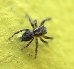 Mexigonus morosus