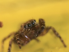 Mexigonus morosus