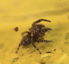 Mexigonus morosus
