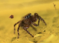 Mexigonus morosus