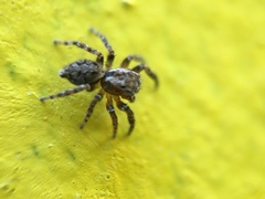 Mexigonus morosus