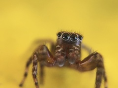 Mexigonus morosus