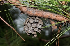 Pinus luzmariae