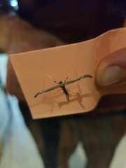 Anstenoptilia