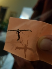 Anstenoptilia