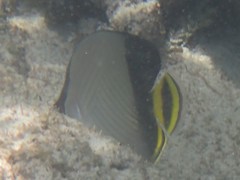 Chaetodon decussatus
