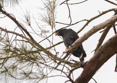 Buteogallus anthracinus