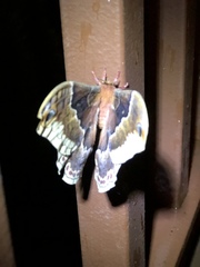 Callosamia promethea