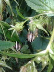 Cepaea nemoralis