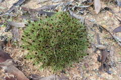 Borya constricta