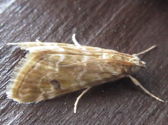 Hellula undalis