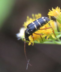 Stenostrophia tribalteata
