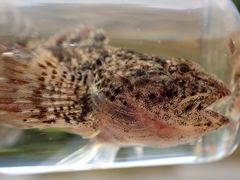 Cottus rhotheus