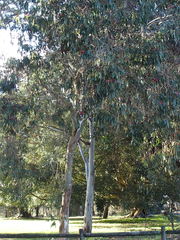 Eucalyptus caesia
