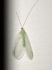 Leucochrysa insularis