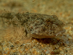 Cottus rhotheus