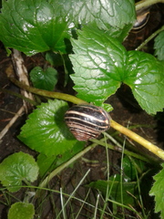 Cepaea nemoralis