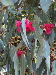 Eucalyptus caesia