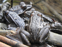 Lithobates neovolcanicus