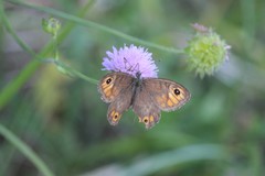 Lasiommata petropolitana