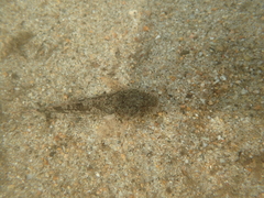 Cottus rhotheus
