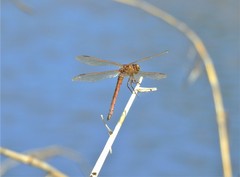Libellula auripennis