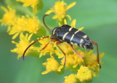 Stenostrophia tribalteata