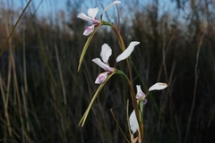 Diuris alba
