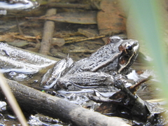 Lithobates neovolcanicus