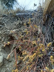 Pimelea oreophila lepta