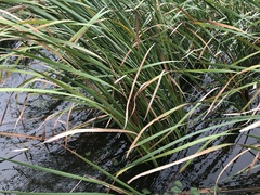 Typha orientalis