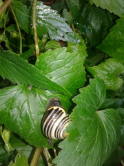Cepaea nemoralis