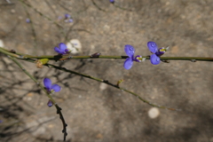 Comesperma scoparium