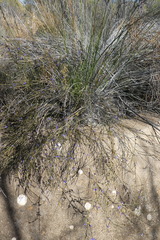 Comesperma scoparium