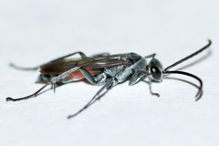 Anoplius apiculatus