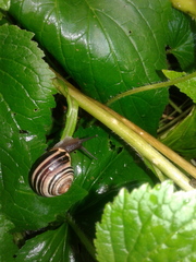 Cepaea nemoralis