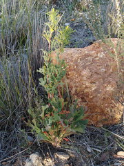 Synaphea polymorpha
