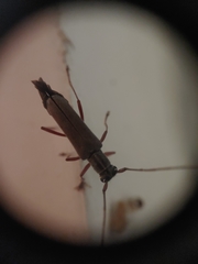 Saperda discoidea