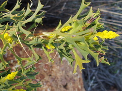 Synaphea polymorpha