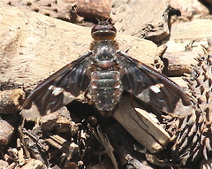 Exoprosopa decora