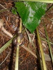 Cepaea nemoralis