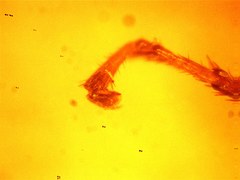 Latiblattella angustifrons