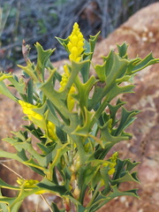Synaphea polymorpha