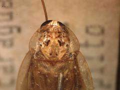 Latiblattella angustifrons