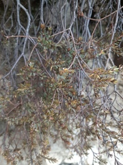 Pimelea oreophila lepta